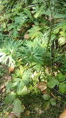 Anemonastrum biarmiense