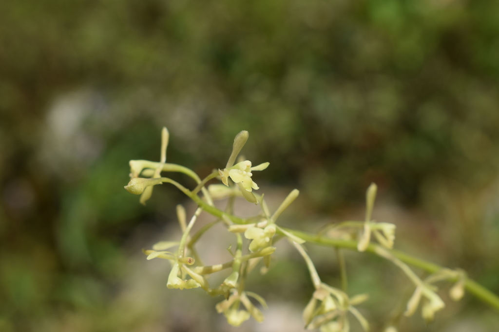 Epidendrum ampliracemum C.Schweinf. 4