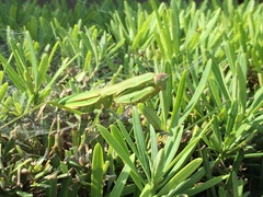 Tenodera sinensis