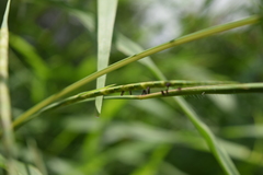 Tripsacum dactyloides