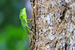 Bronchocela rayaensis