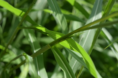 Tripsacum dactyloides