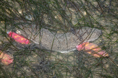 Holothuria scabra