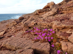 Carpobrotus virescens