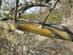 Cordia monoica