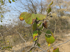 Cordia monoica