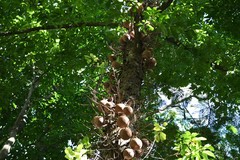 Couroupita guianensis