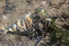 Pseudopaguristes monoporus