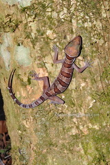Cyrtodactylus lekaguli