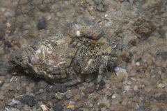 Pseudopaguristes monoporus