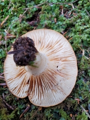 Lactarius olympianus