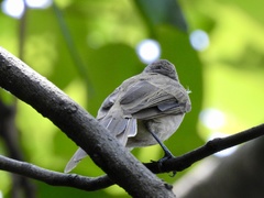 Pycnonotus goiavier