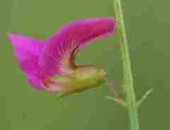 Tephrosia semiglabra