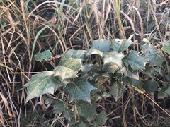 Alchornea ilicifolia