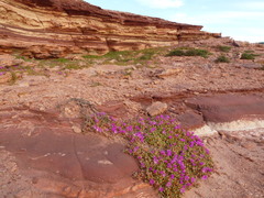 Carpobrotus virescens