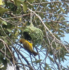 Ploceus velatus velatus