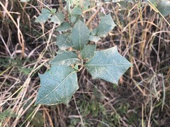 Alchornea ilicifolia