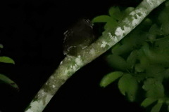 Strix leptogrammica