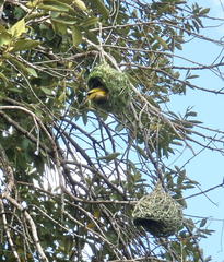 Ploceus velatus velatus