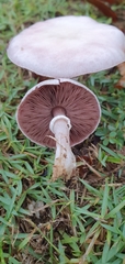 Agaricus