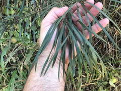 Acacia maidenii