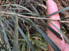 Acacia maidenii