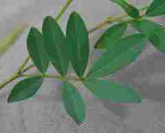 Tephrosia semiglabra