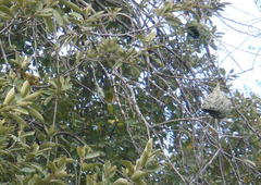 Ploceus velatus velatus