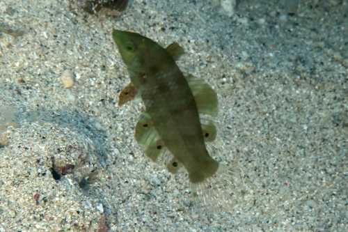 Pearly wrasse (Xenojulis margaritaceus) — Labridae