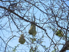 Ploceus velatus velatus