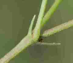 Tephrosia semiglabra