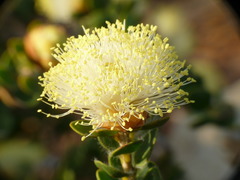 Melaleuca megacephala