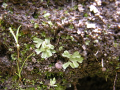 Riccia beyrichiana
