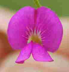 Tephrosia semiglabra