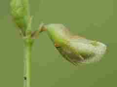 Tephrosia semiglabra