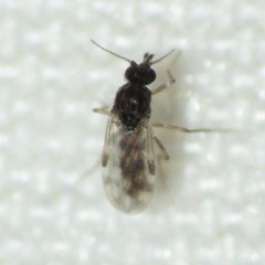 Culicoides