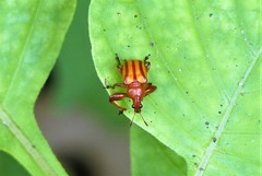 Paramecolabus feae