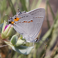 Strymon melinus