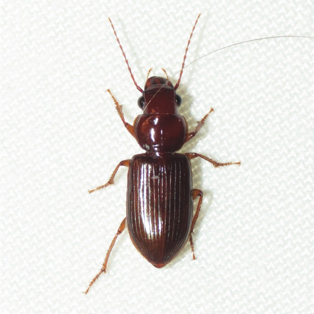 Discoderus cordicollis