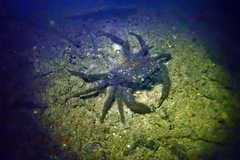 Siamthelphusa improvisa