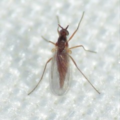 Lestremiinae