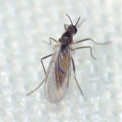 Lestremiinae