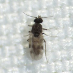 Culicoides