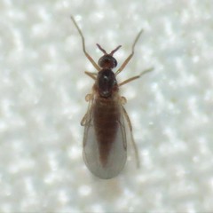 Lestremiinae