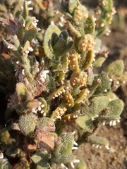 Puccinia cressae