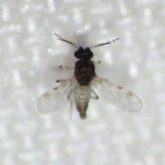 Culicoides
