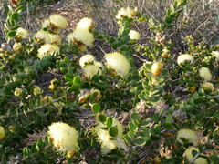 Melaleuca megacephala