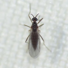 Lestremiinae