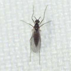 Lestremiinae