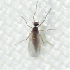 Lestremiinae